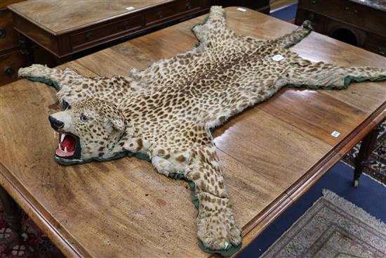 A Leopard skin rug with head